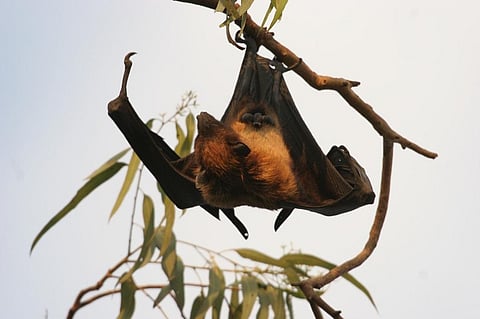 Indian flying foxes or fruit-eating bats can tolerate temperatures of about 40 degrees Celsius. Photo: Niranjan Sant.
