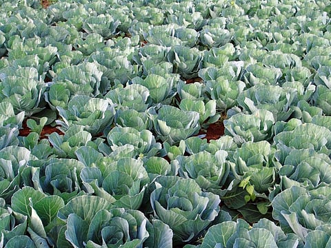 Kenya needs to grow more food: A focus on how to irrigate its vast dry areas is key