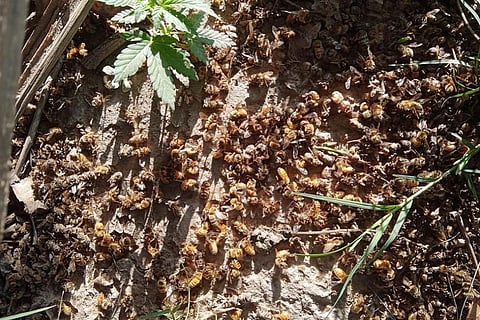 Italian bees kept for pollination died after the temperatures dipped unseasonally. Photo: Rohit Prashar