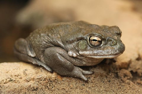 Colorado River toad. Photo: Shutterstock