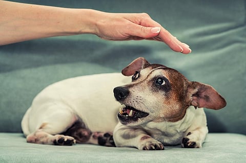 There are associations between interactions with dogs, personality characteristics, and owners’ sense of well-being. Photo: Shutterstock