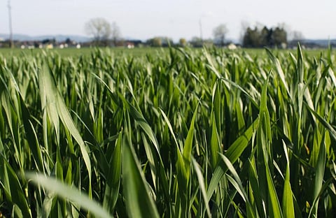 Photo: iStock