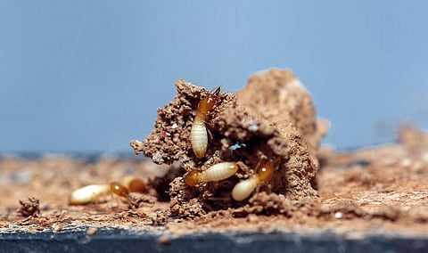 Termites emit methane. But the extent of their risk to global warming is uncertain; here is why