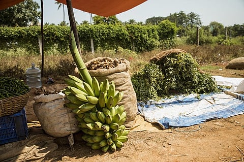Earlier experiences of private ventures into agriculture through contract farming have indicated the exploitation of farmers at the hands of big corporate giants. Representative photo: iStock.