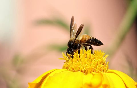 Beekeepers and farmers from various states have reported anecdotal accounts of the decline of honey bee populations. In picture, Apis Cerana. Photo: iStock