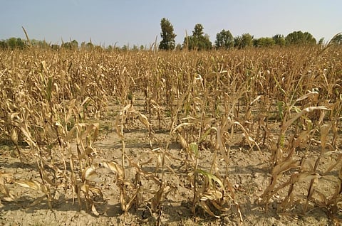 The aridity anomaly index refers to the water stress a growing plant suffers due to a shortage of available moisture (both rainfall and soil moisture). Photo: iStock