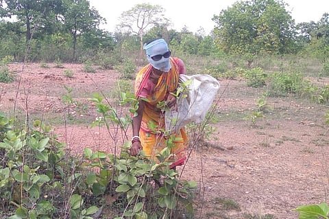 Labourers collecting tendu leaves in the forests of Odisha, West Bengal and Ghatshila in Jharkhand are wearing mosquito nets while doing their work. Photo: Mohammad Parvez and Anup Sao