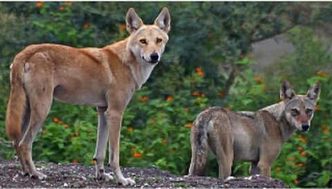 The tawny individual that is a suspected wolf-dog as photographed by researchers near Pune. Photo: Siddhesh Bramhankar