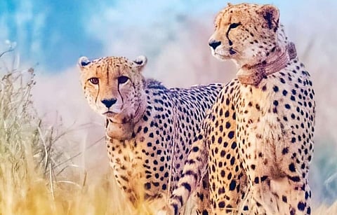 In figures: Two years of Project Cheetah