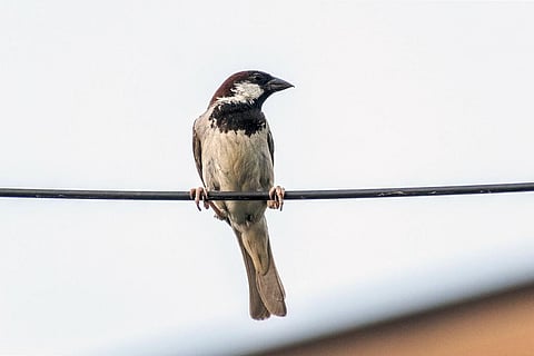 फोटो: पिक्साबे