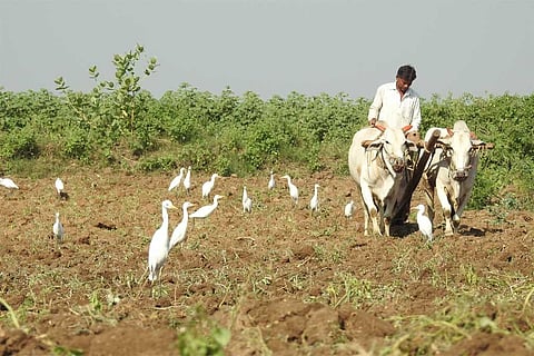 फोटो साभार: विकिमीडिया कॉमन्स, डॉ. राजू कसम्बे