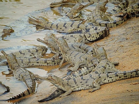 Hatchlings of the gharial (Gavialis gangeticus), a crocodile species, at the Satkosia gorge in the Mahanadi river. Photo: Hrusikesh Mohanty