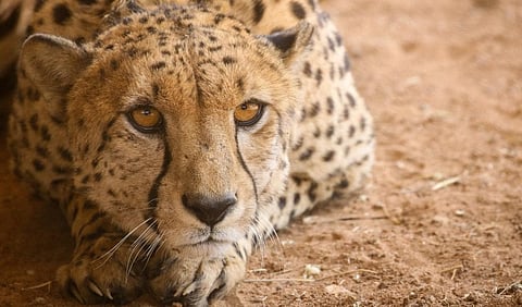 Oban, a male cheetah from Namibia at Kuno National Park. Photo: Cheetah Conservation Fund