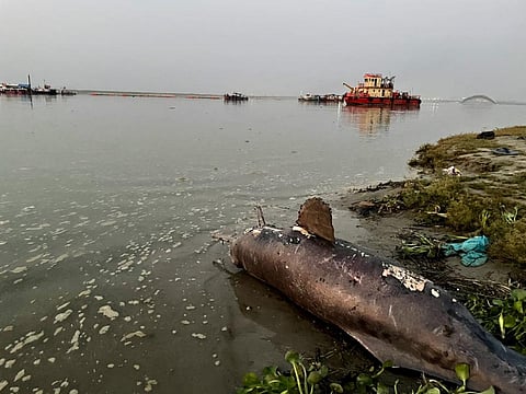 Residents informed the officials about the incident after sighting the carcass. Photo: Mohd Imran Khan.