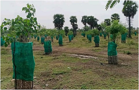 The initiative called Pasumai Payanam procures taller plants of more than 12-15 feet and plants them in pits of 1 cubic metre using earth movers. Photo: Ilayaraja.