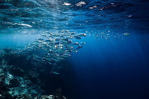 Photo: iStock.