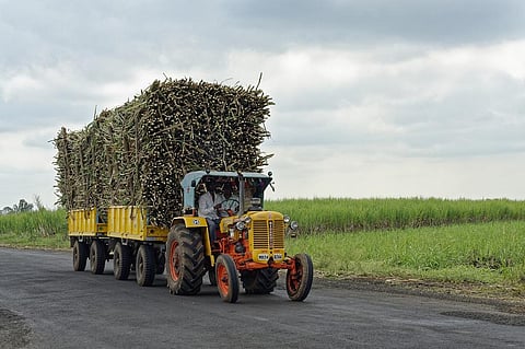 Recent data indicates that financial incentives for ethanol blending encourage increased cultivation of sugarcane — a water-intensive crop. Representative photo: iStock.
