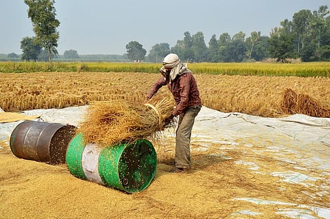 The study emphasised the need to prioritise adaptive capacities alongside agricultural productivity. Representative photo: iStock.