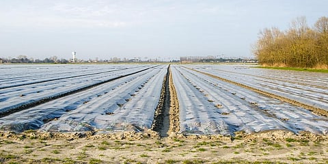 Photo: iStock.