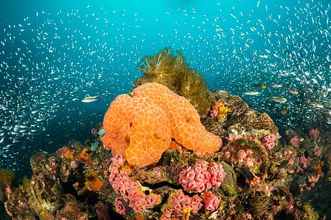 Photo: Coral Brunner / Shutterstock