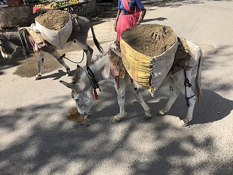 The withdrawal of the state from its regulatory role in ensuring adequate working conditions results in the exploitation of marginalised communities and the animals they are often dependent on. Photo: iStock.