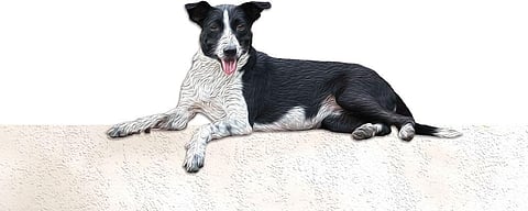 Urban Menace: Free-ranging dogs are a dogged problem in Indian cities; here is why