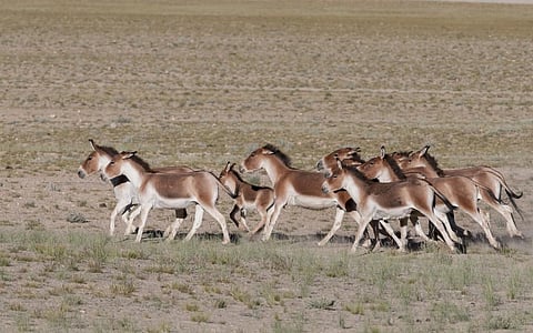 The Kiang or the Tibetan Wild Ass will also lose its habitat due to changing temperatures across the Hindu Kush Himalayas. Photo: iStock