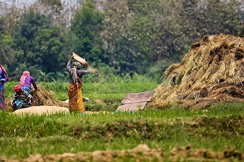 Organic farmers don’t get all the benefits conventional farmers get in terms of subsidies. Representative photo: iStock.