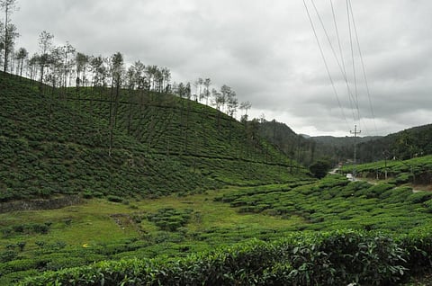 Kerala received large deficient rainfall in June 2023 whereas coastal Karnataka has received deficient rainfall so far. File photo: CSE