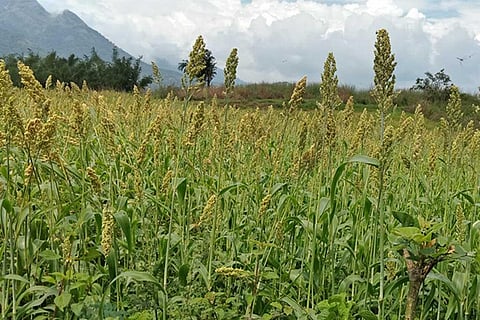 फोटो साभार: विकिमीडिया कॉमन्स, सुरेश पद्मनाभन
