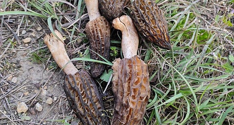 Spongy and honeycombed gucchi mushrooms (Photo by Nasir Yousufi)