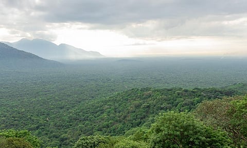 Cloud forests in Karnataka. Photo: iStock
