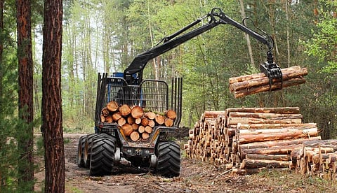 Global industrial wood production peaks, demand likely to rise through 2050