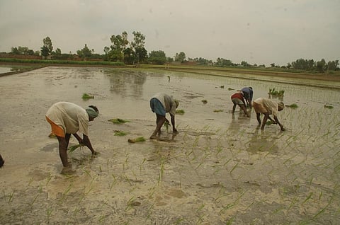 IMD has asked to postpone the sowing or transplanting of paddy and sowing of other Kharif crops like maize and pulses in at least 11 states and Union territories. File photo: CSE