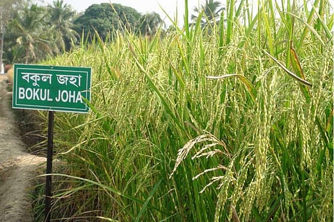 फोटो साभार: असम कृषि विश्वविद्यालय, जोहा धान/चावल की किस्म