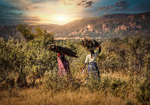 80% of Sierra Leone’s population source energy from biomass, mainly wood. Yet it is an uphill task for many to access it, making the country home to one of the highest rates of energy poverty in the world. Photo for representation: iStock
