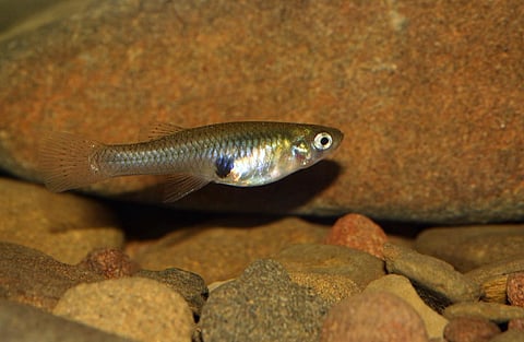 Gambusia fish have a high breeding capacity. A single female may produce between 900 and 1200 offsprings during its lifespan. Photo: iStock