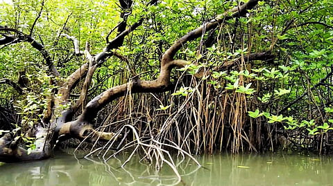 Photo: iStock