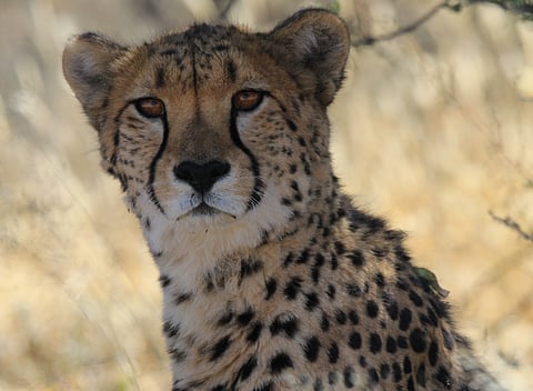 Five-year-old Sasha was brought to Kuno National Park from Namibia. She died due to kidney ailments in March. Photo: Cheetah Conservation Fund