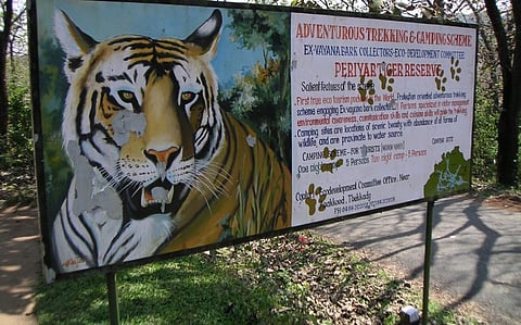 Periyar tiger reserve in Kerala stands out as the best performing tiger reserve. Photo: iStock