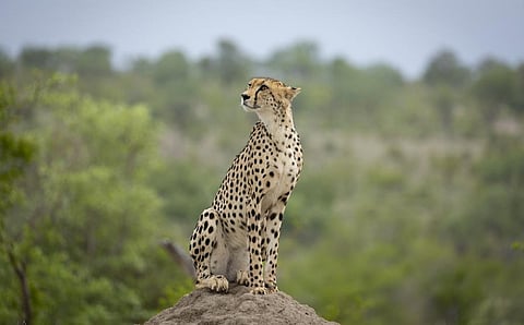 A cheetah in Kruger National Park. Photo: iStock