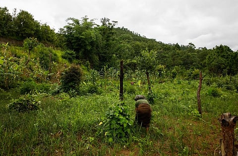 Nagaland was among the states that raised objections to the clause granting exemption to linear projects of strategic significance within a 100-kilometre range from international borders. File photo: Vikas Choudhary / CSE