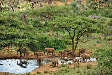 A Kenyan court has ordered a 14-day stay on President Ruto’s repeal of a logging moratorium introduced in 2018 to curb the rapid disappearance of forests. photo: iStock