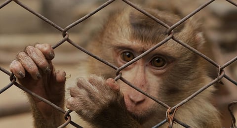 Animals in the zoo are not always calm and eager, waiting to be ‘live subjects’ of amusement in constricted spaces. Photo: iStock