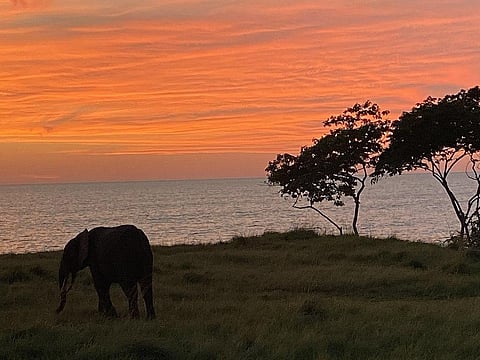 Gabon has agreed to spend $5 million a year from the savings over the next 15 years on marine conservation. Photo: VIGNA christian / Wikimedia commons