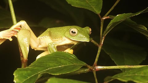 Researchers say fewer Malabar gliding frogs, an endemic species, were spotted in Western Ghats this year. Photo: iStock