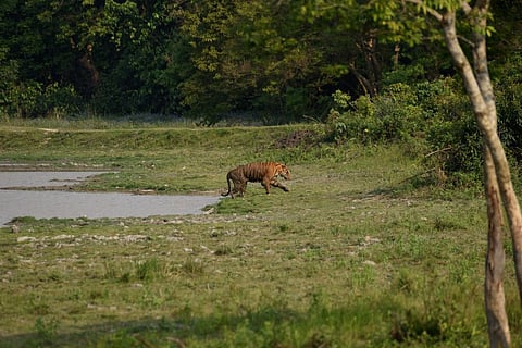 CEC has a rich history of playing a crucial role in protecting the Kaziranga Tiger Reserve. Photo: iStock