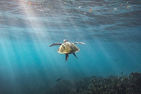 Photo: iStock