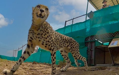 A cheetah being released in Kuno by PM Narendra Modi. Photo: @KunoNationalPrk / X, formerly Twitter