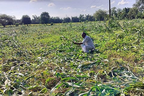 नर्मदापुरम जिले की सिवनी मालवा तहसील के ग्राम थुआ का किसान जगदीश पाटिल, जो अपने खेत में गिरी मक्के की फसल को देखता हुआ। फोटो— पूजा यादव